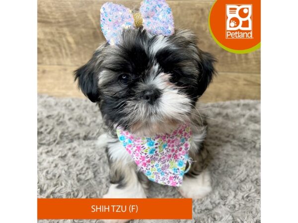 Shih Tzu-Dog-Female-Brindle / White-9283-Petland Athens, OH