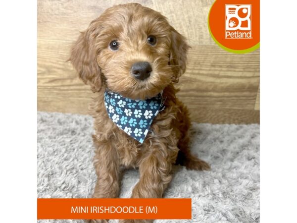 Irishdoodle Mini-Dog-Male-Red-9294-Petland Athens, OH