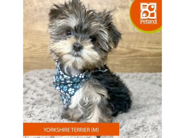 Yorkshire Terrier Dog Male Black / Tan 9292 Petland Athens, OH