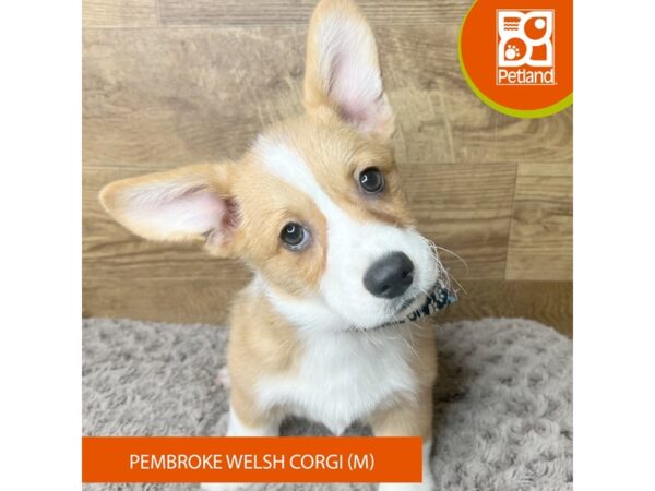 Pembroke Welsh Corgi Dog Male Sable / White 9290 Petland Athens, OH