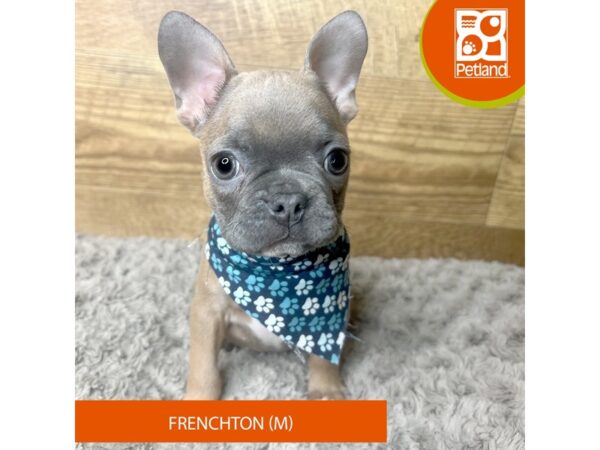 Frenchton-Dog-Male-Blue Fawn-9285-Petland Athens, OH