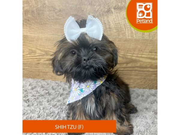 Shih Tzu Dog Female Brindle 9291 Petland Athens, OH