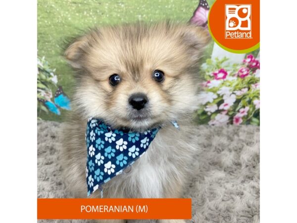 Pomeranian-Dog-Male-Orange Sable-9298-Petland Athens, OH