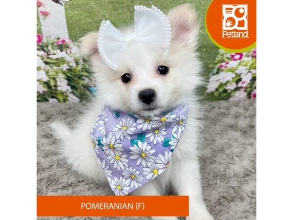 Pomeranian Dog Female Cream 9297 Petland Athens, OH