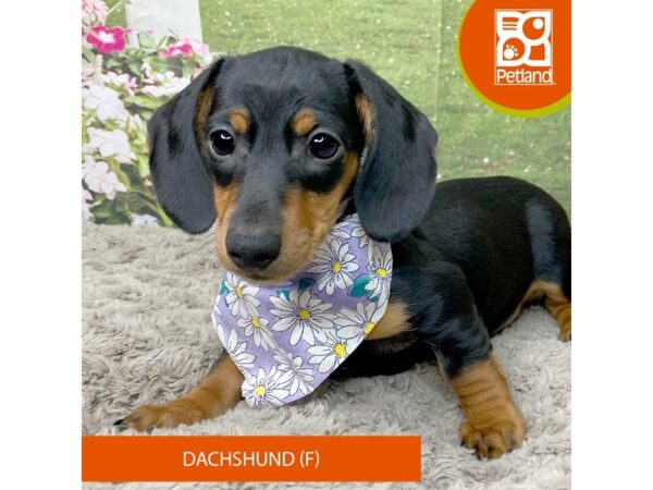 Dachshund-Dog-Female-Black / Tan-9296-Petland Athens, OH