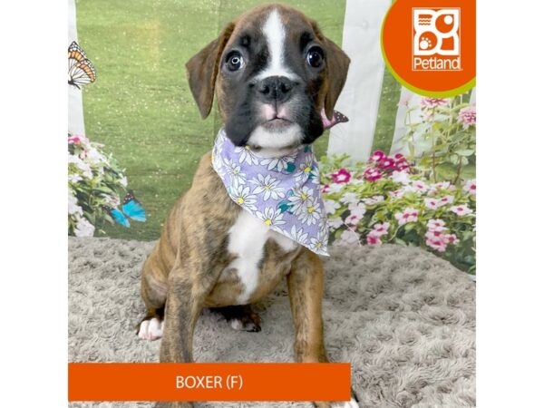 Boxer Dog Female Brindle 9295 Petland Athens, OH