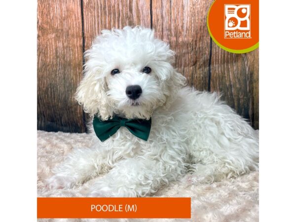 Poodle Dog Male White / Cream 9304 Petland Athens, OH