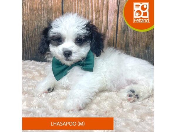 Lhasapoo-Dog-Male-Black / White-9308-Petland Athens, OH