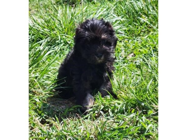 Miniature Schnauzer Dog Female Black / Silver 9322 Petland Athens, OH