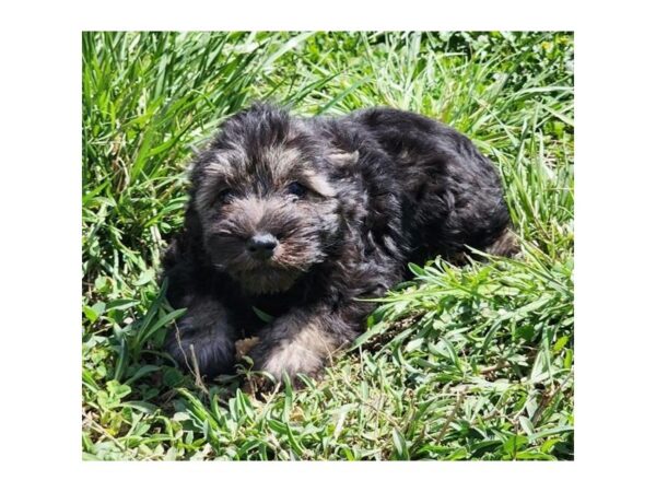 Miniature Schnauzer Dog Male Black / Silver 9323 Petland Athens, OH