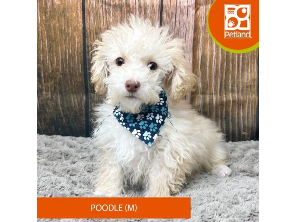 Poodle Dog Male Cream 9312 Petland Athens, OH