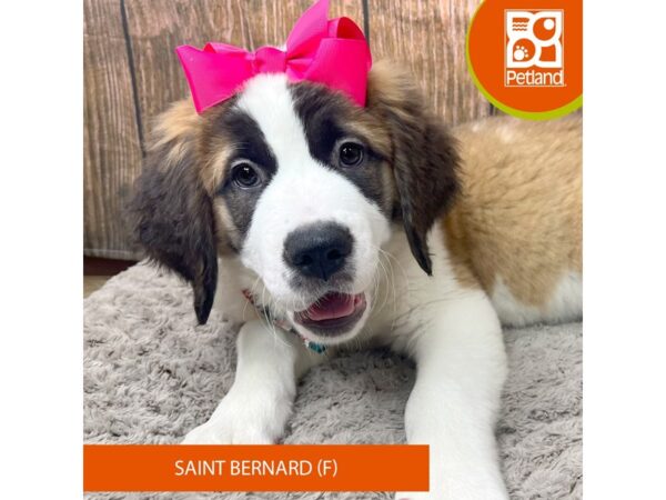 Saint Bernard Dog Female Mahogany / White 9313 Petland Athens, OH