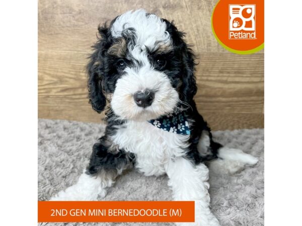 Bernedoodle Mini 2nd Gen Dog Male Black White / Tan 9293 Petland Athens, OH