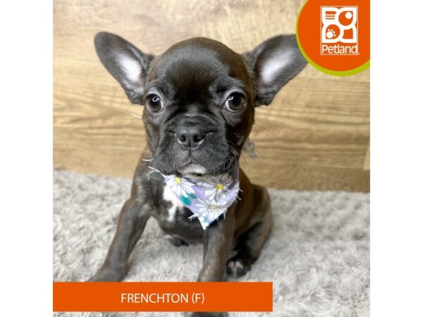 Frenchton Dog Female Brindle 9284 Petland Athens, OH