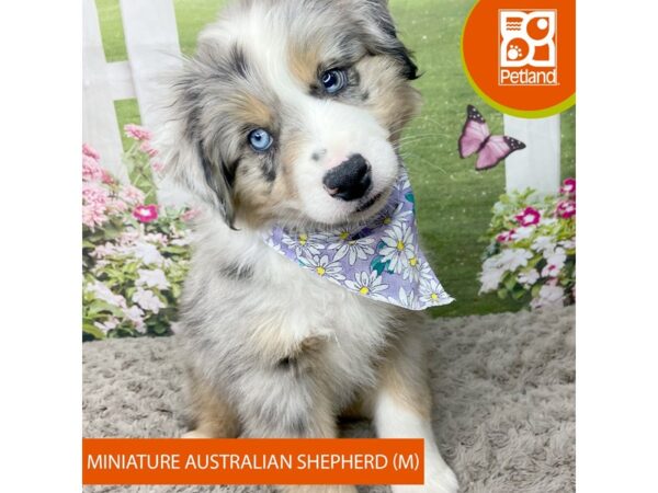 Miniature Australian Shepherd-Dog-Male-Blue Merle-9301-Petland Athens, OH