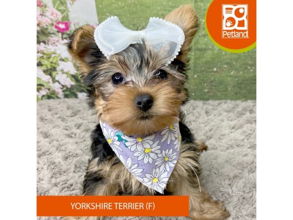 Yorkshire Terrier Dog Female Black / Tan 9300 Petland Athens, OH