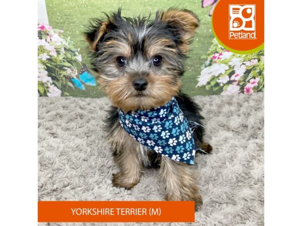 Yorkshire Terrier Dog Male Black / Tan 9299 Petland Athens, OH