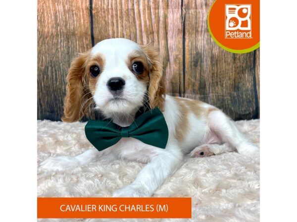 Cavalier King Charles Spaniel-Dog-Male-Blenheim-9302-Petland Athens, OH