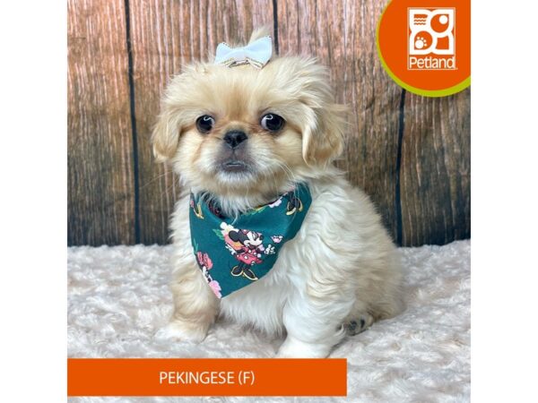 Pekingese-Dog-Female-Red-9303-Petland Athens, OH