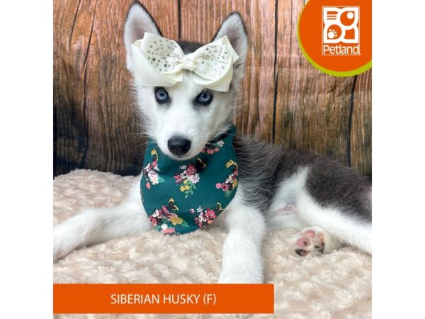 Siberian Husky-Dog-Female-Black / White-9305-Petland Athens, OH