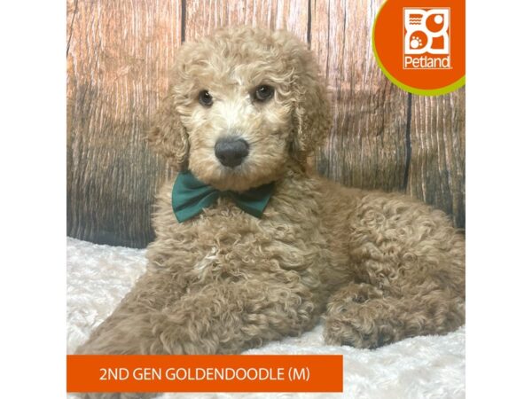 Goldendoodle 2nd Gen-Dog-Male-Red-9307-Petland Athens, OH