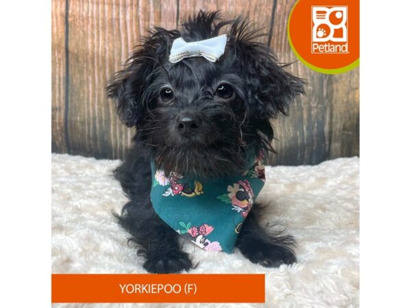 Yorkiepoo-Dog-Female-Black-9309-Petland Athens, OH