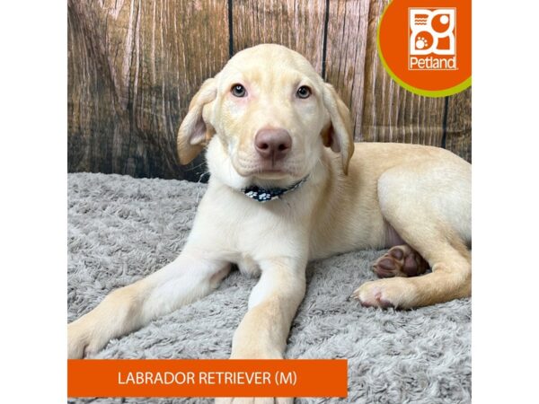 Labrador Retriever Dog Male Yellow 9310 Petland Athens, OH