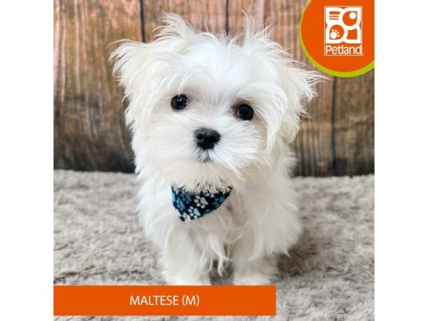 Maltese-Dog-Male-White-9311-Petland Athens, OH