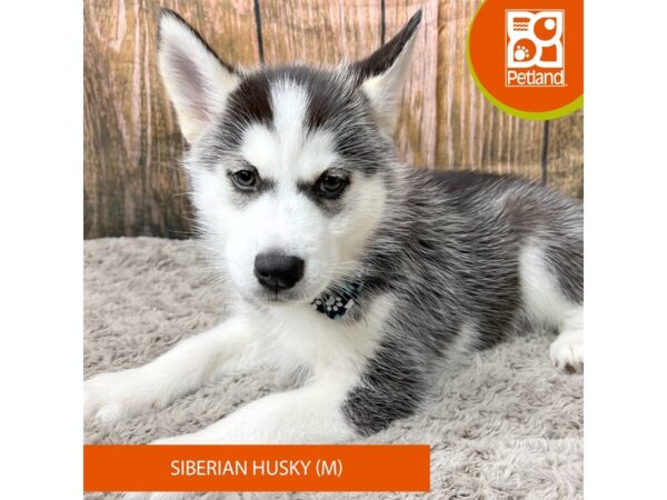 Siberian Husky Dog Male Black / White 9315 Petland Athens, OH