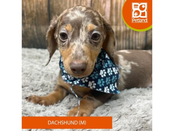 Dachshund-Dog-Male-Chocolate-9321-Petland Athens, OH