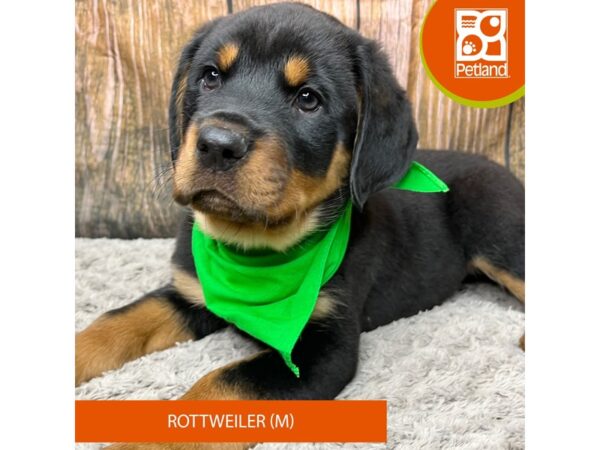 Rottweiler-Dog-Male--9320-Petland Athens, OH