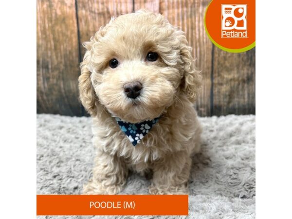 Poodle Dog Male Apricot 9319 Petland Athens, OH