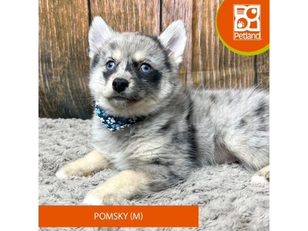 Pomsky-Dog-Male-Blue Merle-9318-Petland Athens, OH