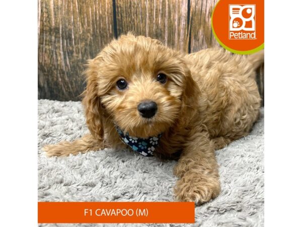 Cavapoo F1 – 9317