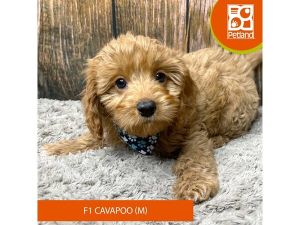 Cavapoo F1-Dog-Male-Red-9317-Petland Athens, OH