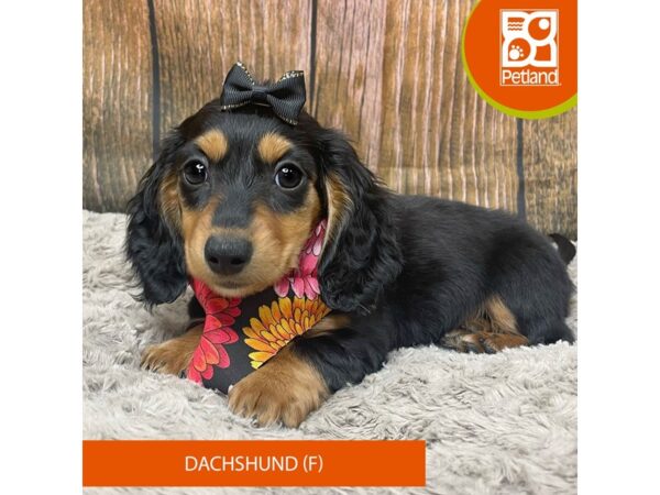 Dachshund Dog Female Black / Tan 9324 Petland Athens, OH