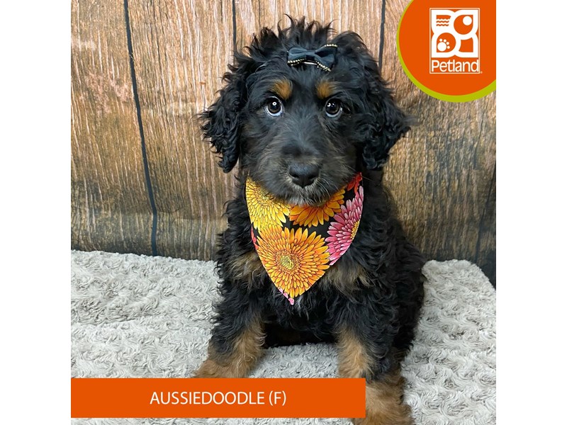 Aussiedoodle - 9326 Image #1