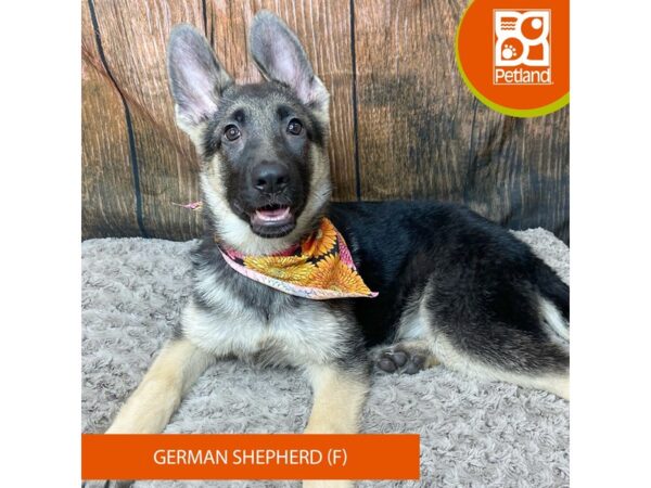 German Shepherd Dog Dog Female Black / Tan 9327 Petland Athens, OH