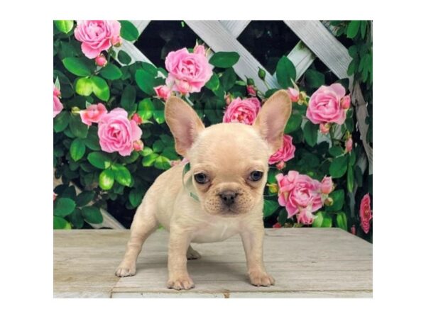 Frenchton-Dog-Female-Cream-9334-Petland Athens, OH