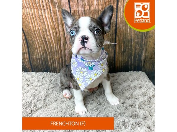 Frenchton-Dog-Female-Blue Merle-9331-Petland Athens, OH