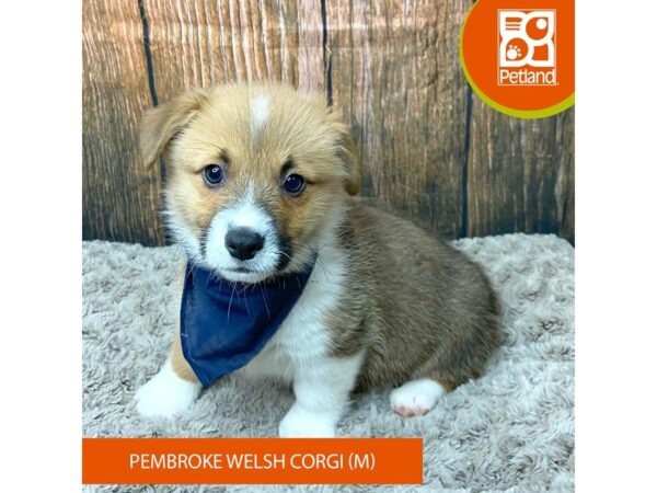 Pembroke Welsh Corgi-Dog-Male-Sable / White-9333-Petland Athens, OH