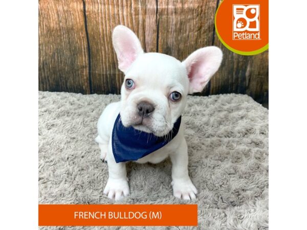 French Bulldog Dog Male Cream 9330 Petland Athens, OH