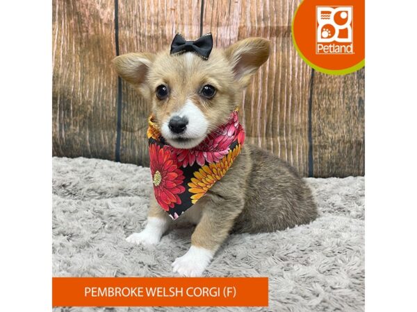 Pembroke Welsh Corgi Dog Female Sable / White 9325 Petland Athens, OH