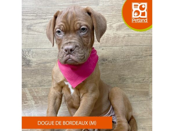 Dogue de Bordeaux Dog Male Red 9339 Petland Athens, OH