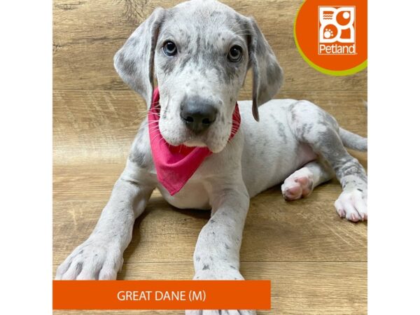 Great Dane Dog Male Lilac Merle 9338 Petland Athens, OH