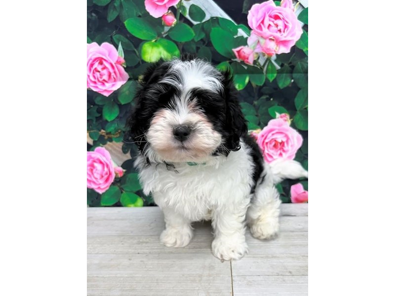 Shih Tzu - 9346 Image #1
