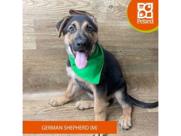 German Shepherd Dog Dog Male Black / Red 9350 Petland Athens, OH