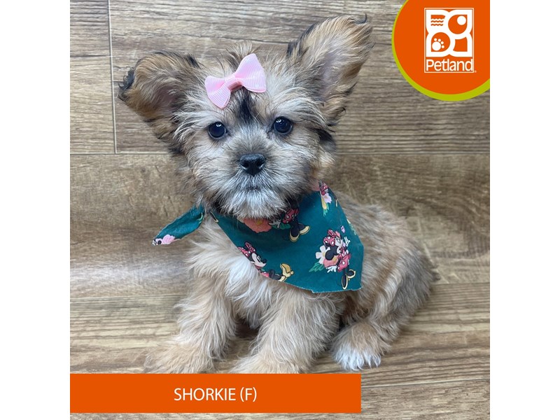 Shorkie - 9349 Image #1