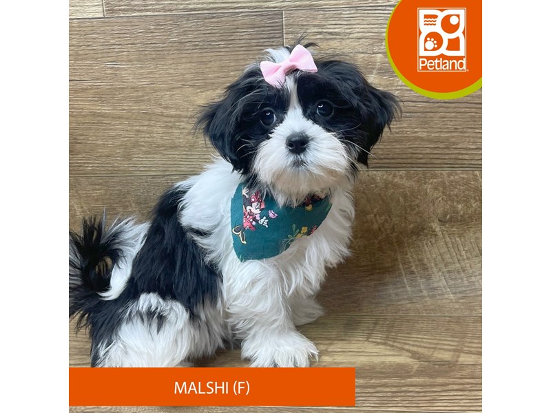 Malshi - 9348 Image #1