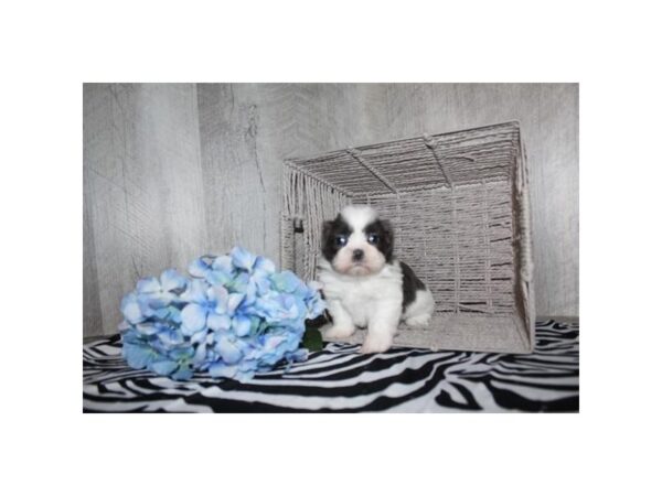 Shih Tzu – 9356